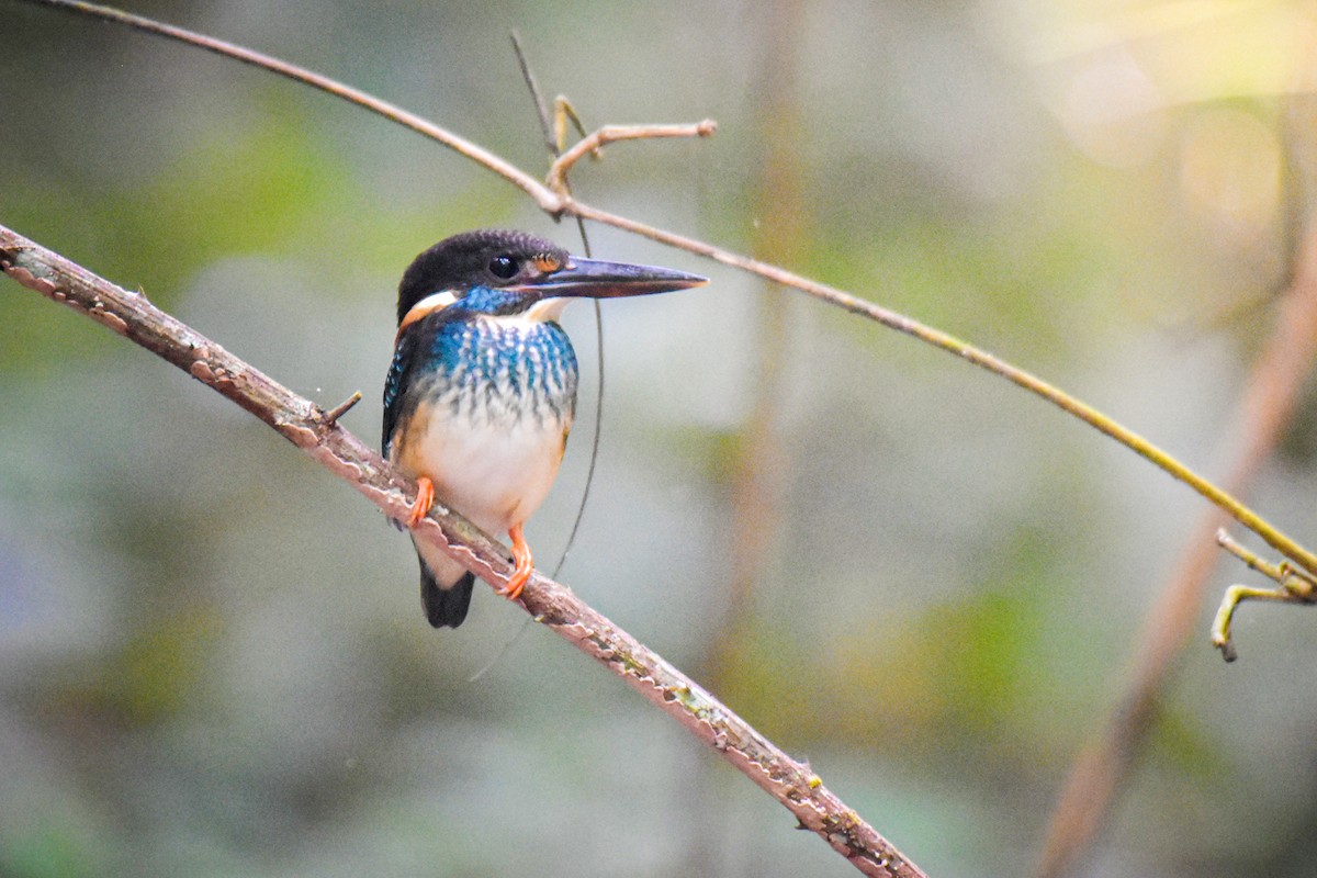 Malaysian Blue-banded Kingfisher - Thitiphon Wongkalasin