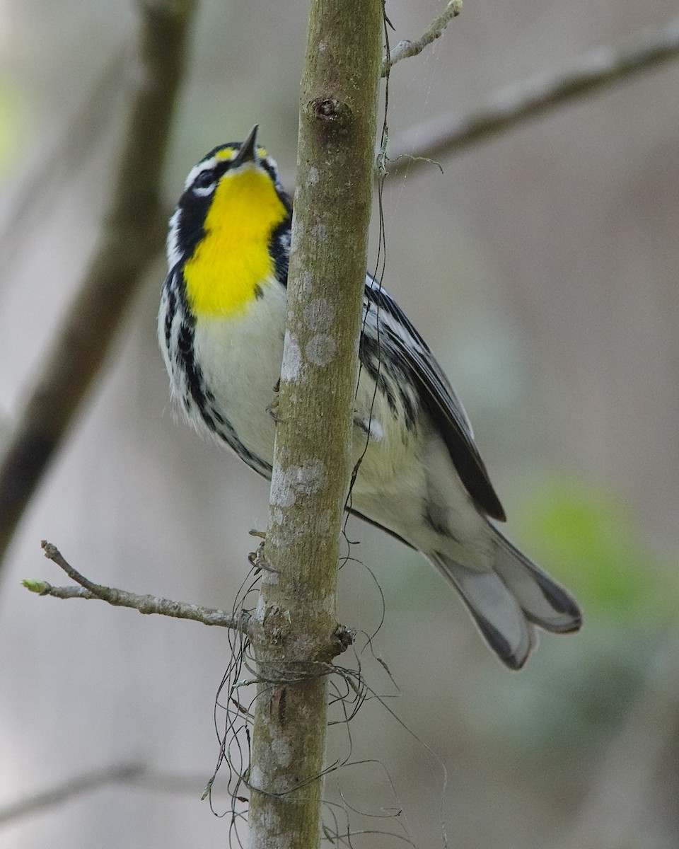 Yellow-throated Warbler - ML49769171