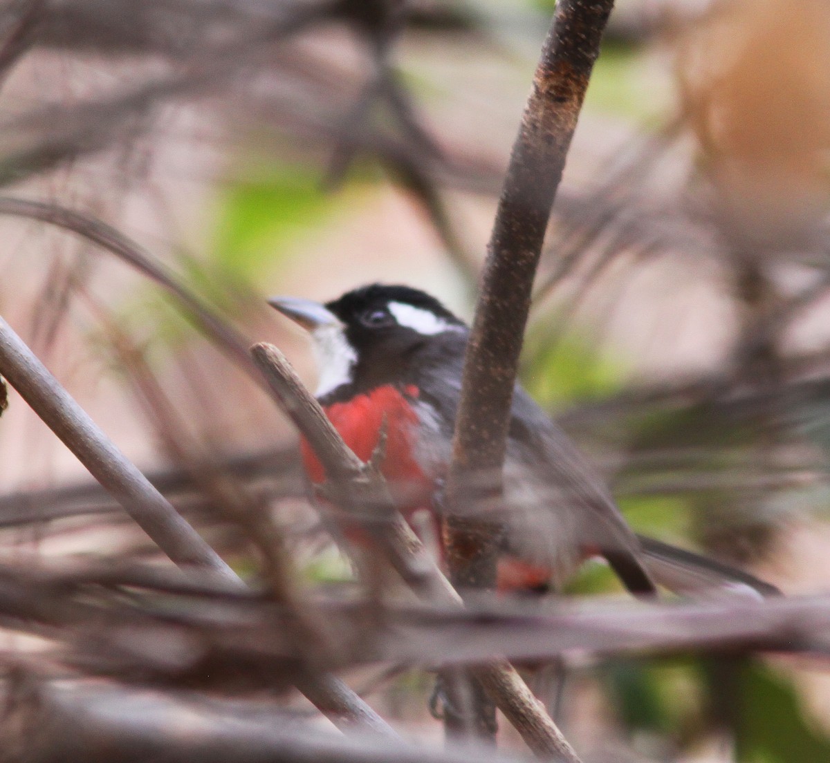 Red-breasted Chat - ML497698071