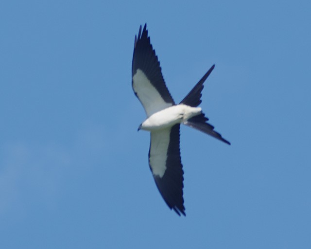 Swallow-tailed Kite - ML49769911