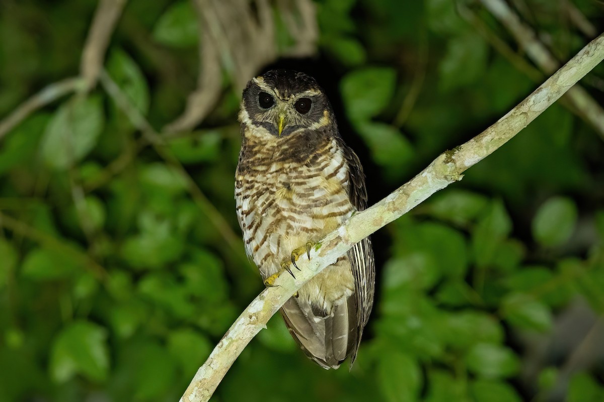 Band-bellied Owl - ML497699341
