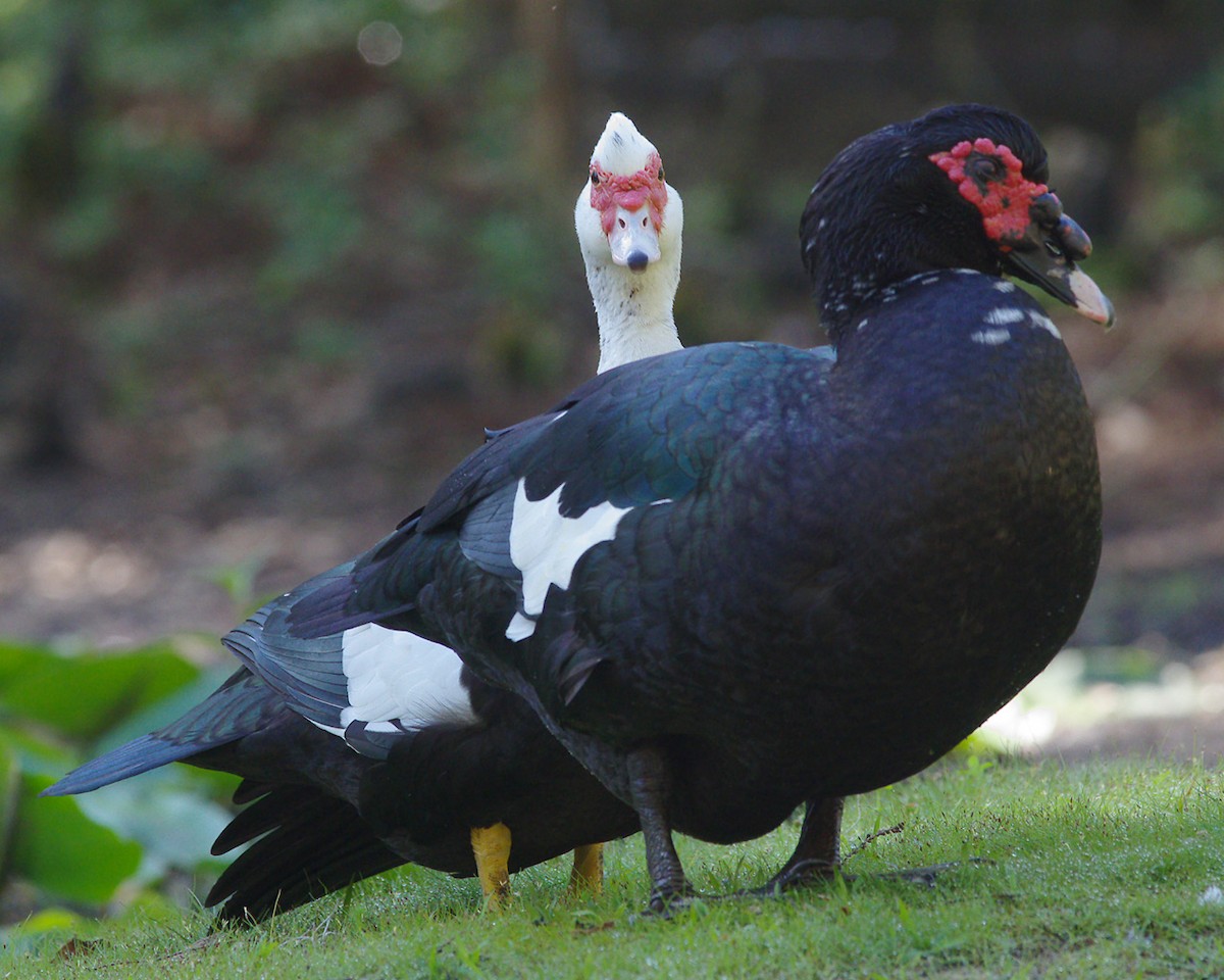 Muscovy Duck (Domestic type) - ML49769951