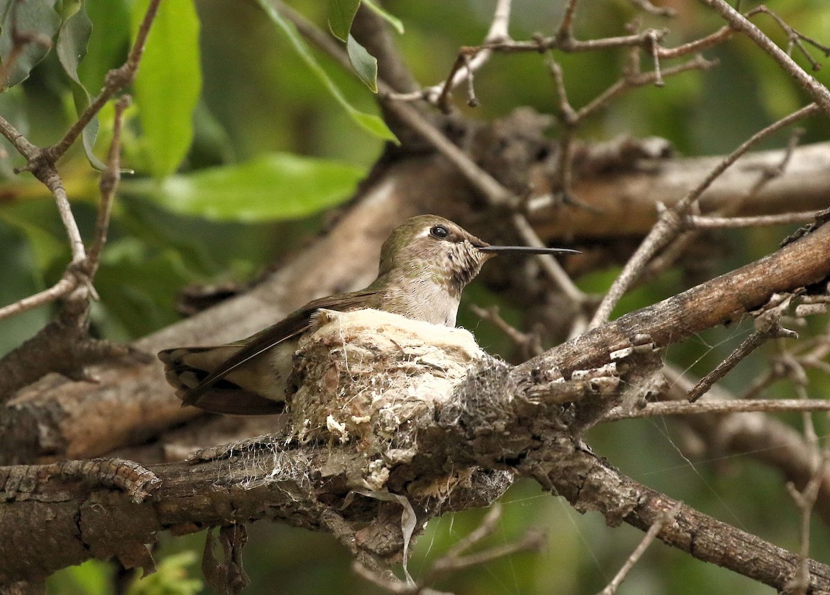 Anna's Hummingbird - ML49770011