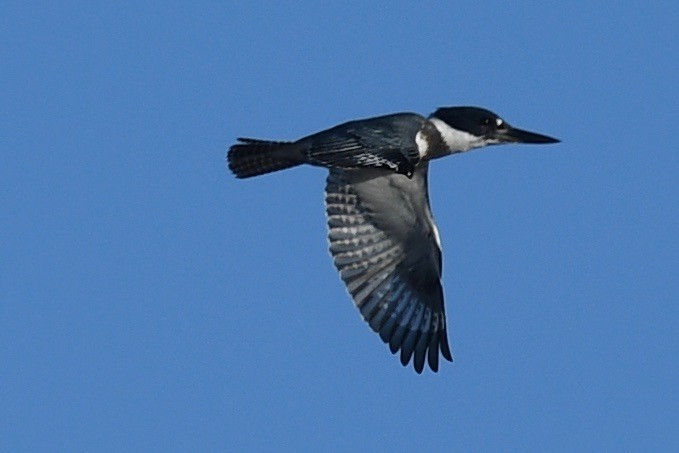 Belted Kingfisher - ML497701161