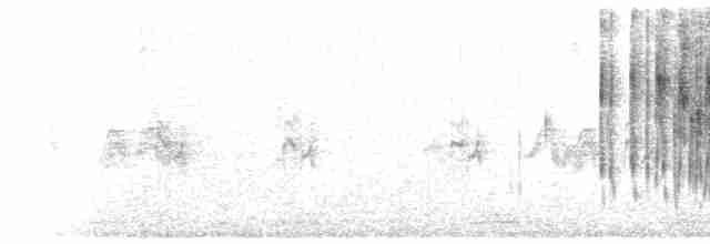 Strichelbrust-Dickichtschlüpfer - ML497701601