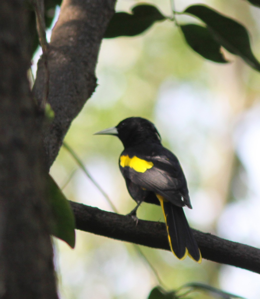 Yellow-winged Cacique - ML497704791