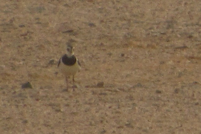 Northern Lapwing - Paulo Alves
