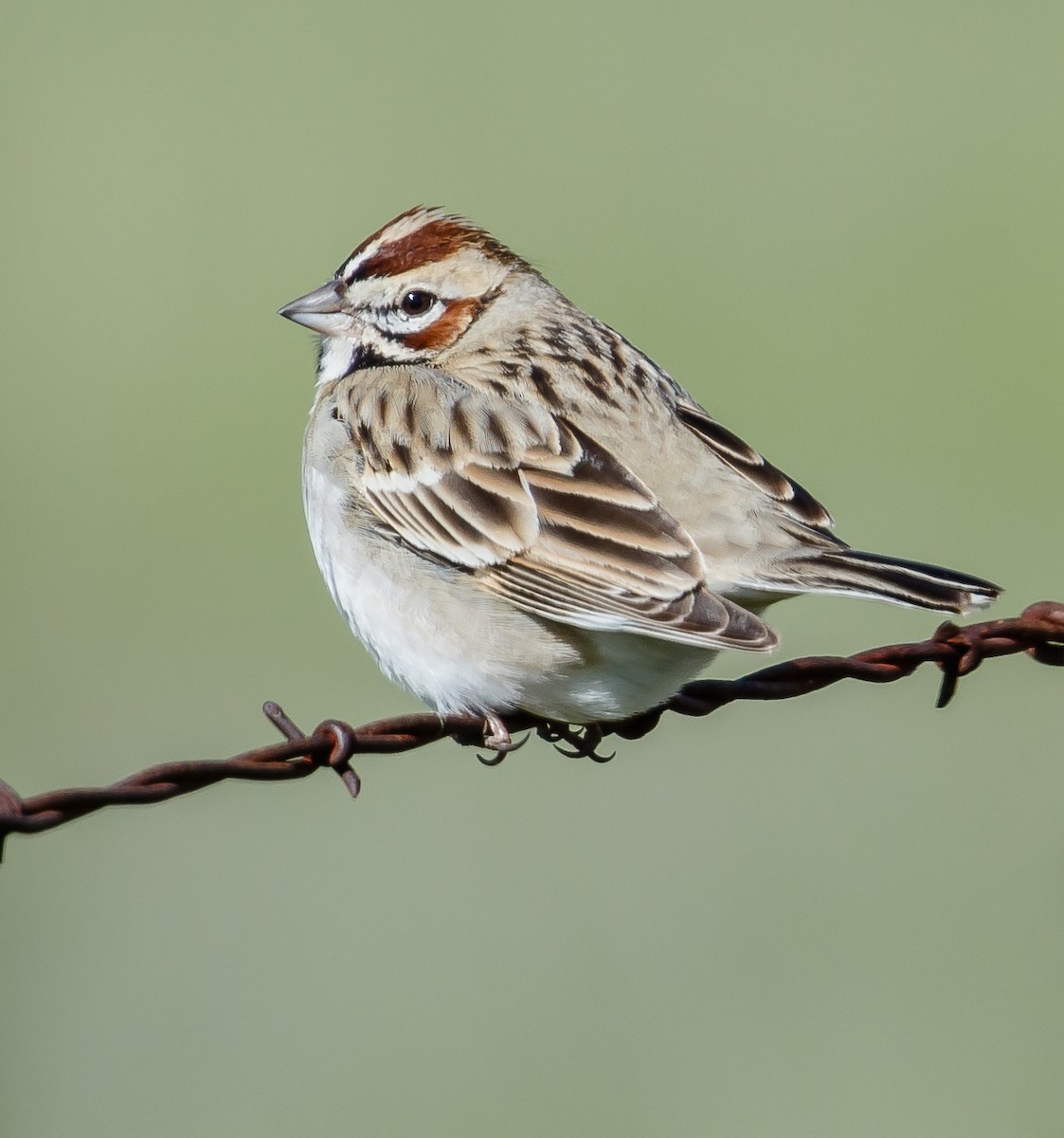 Lark Sparrow - Peter Hart