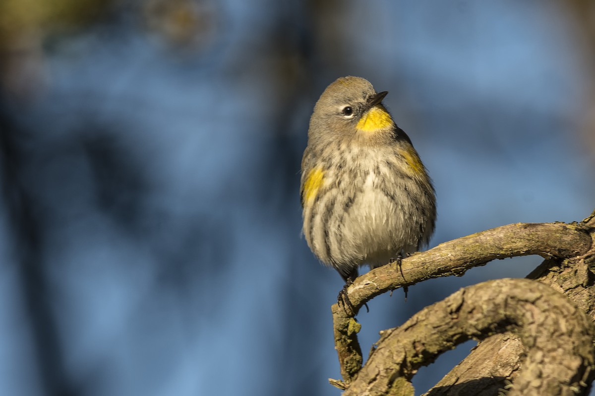 Yellow-rumped Warbler (Audubon's) - ML497717431