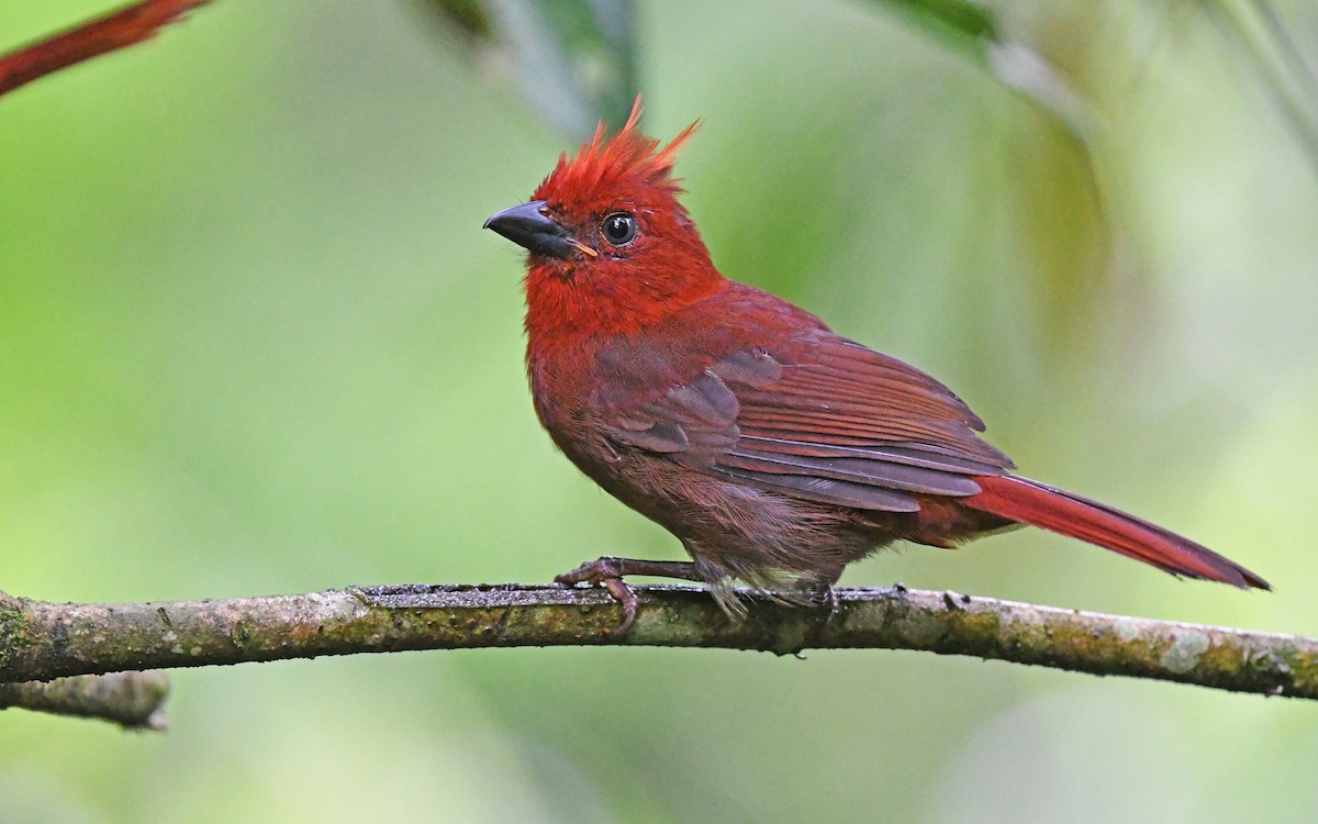 Crested Ant-Tanager - Christoph Moning