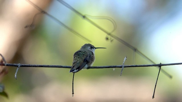 Rufous Hummingbird - ML497730791