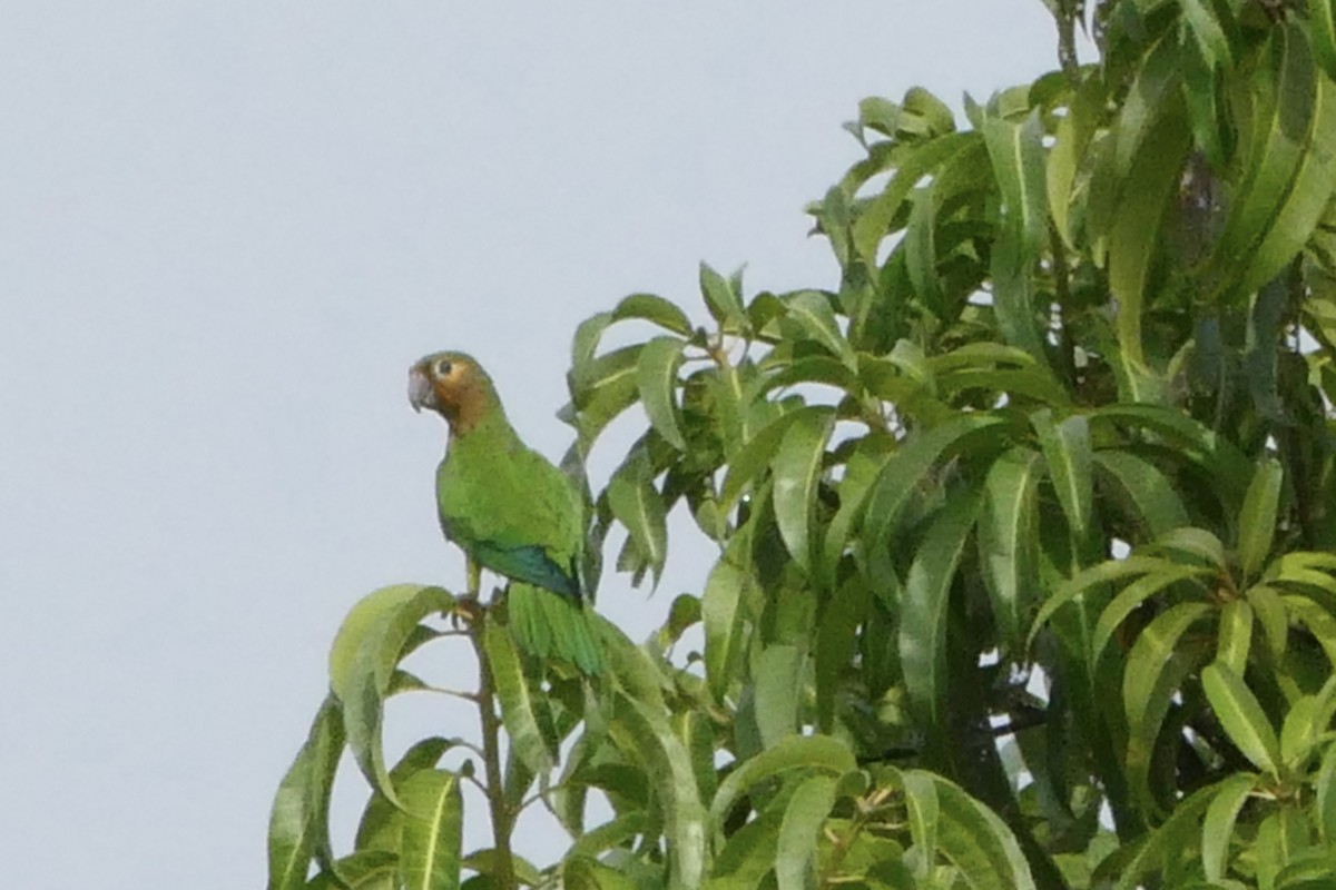 Brown-throated Parakeet - ML49773111