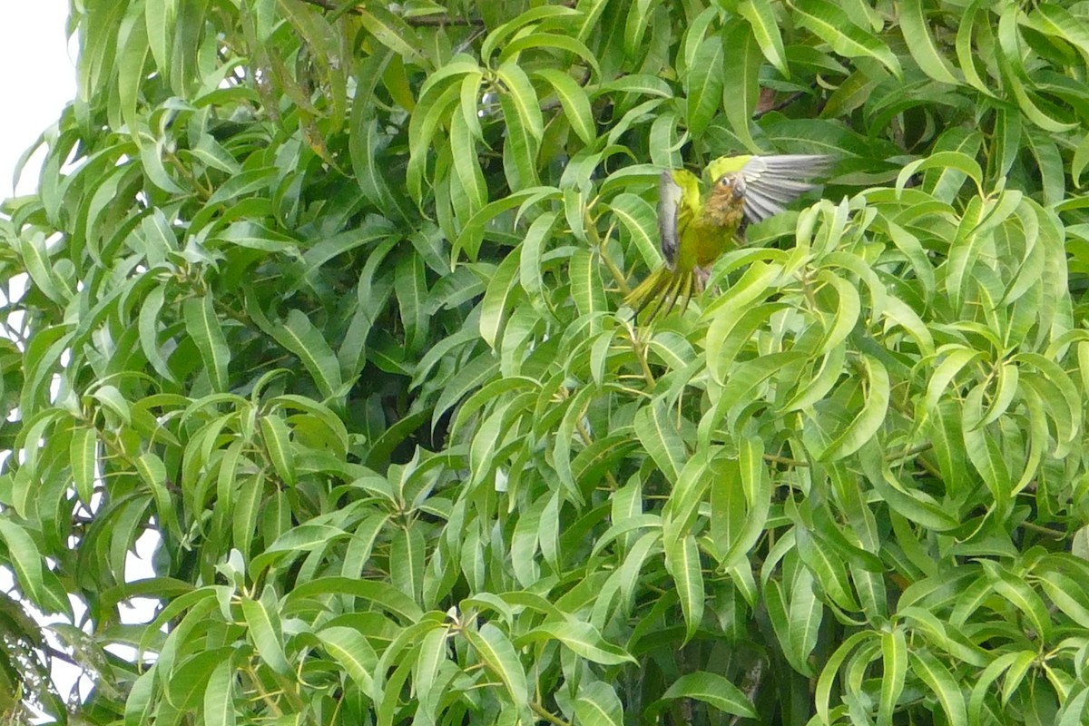 Kahverengi Gerdanlı Papağan - ML49773141