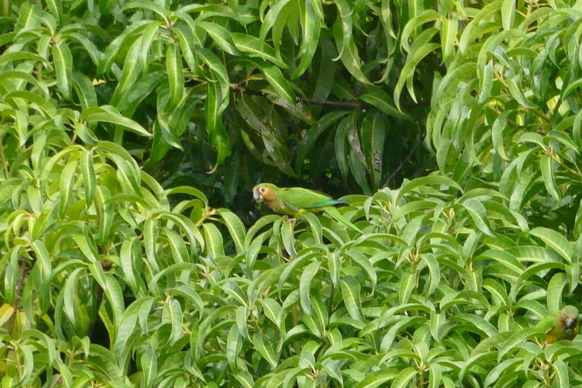 Brown-throated Parakeet - ML49773151