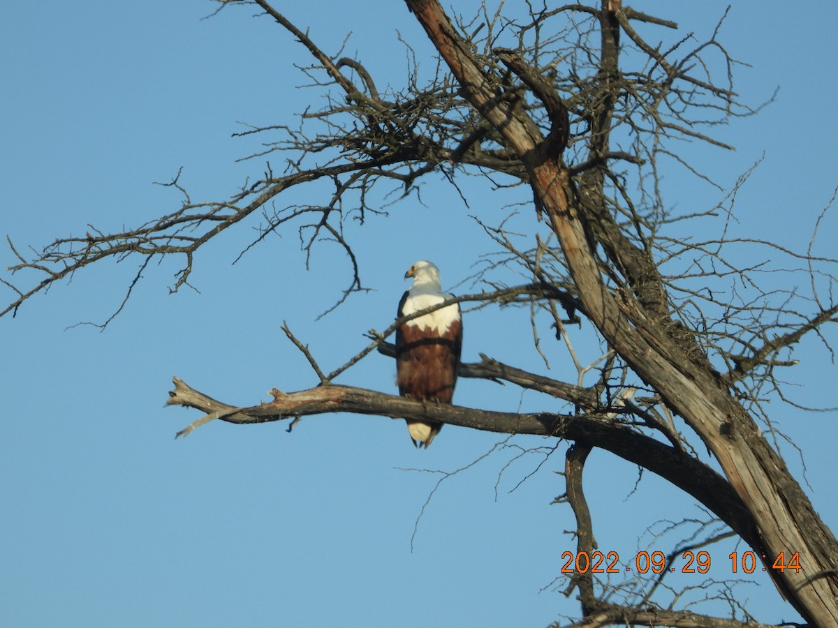 African Fish-Eagle - ML497732521