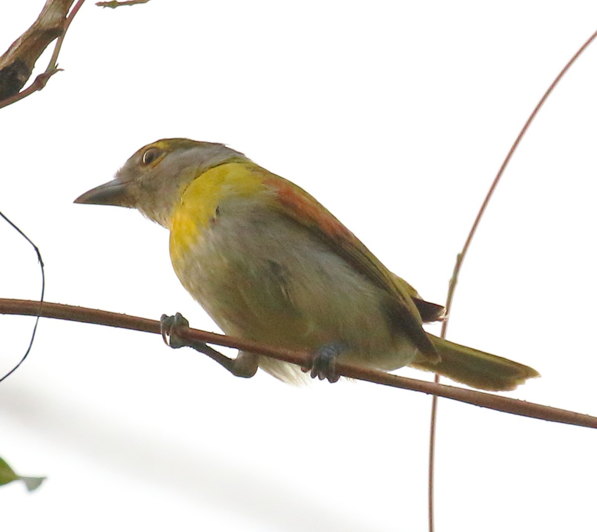 Green-backed Becard (Yellow-cheeked) - ML497738661
