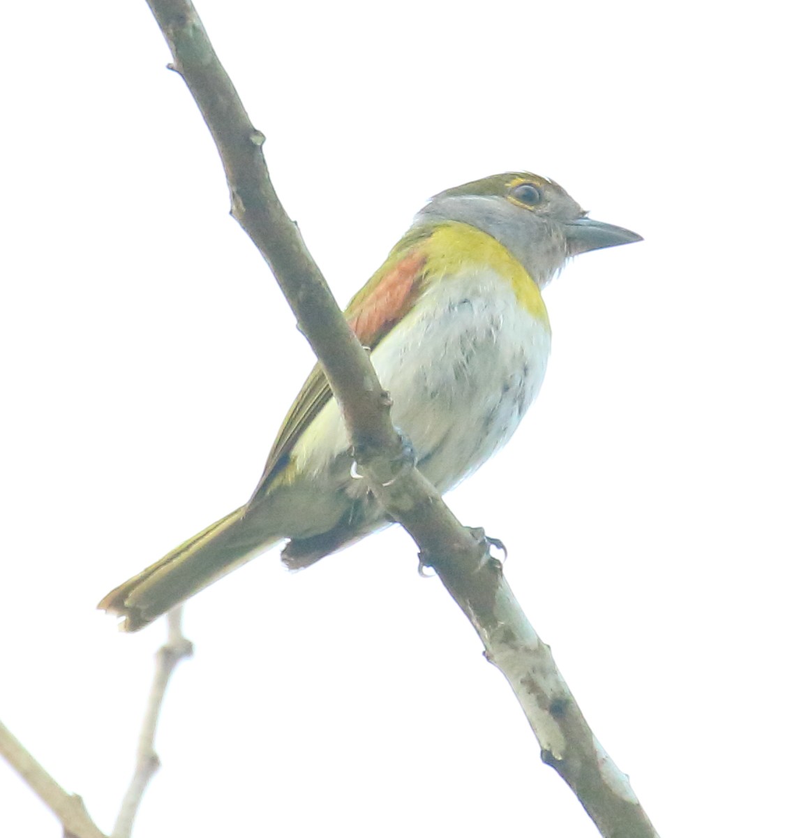 Green-backed Becard (Yellow-cheeked) - ML497738671