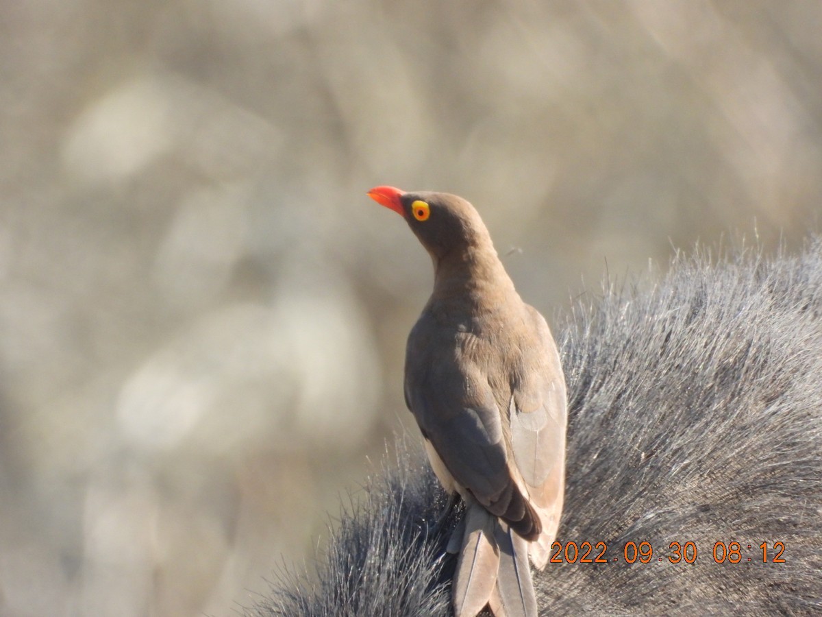 Red-billed Oxpecker - ML497742671