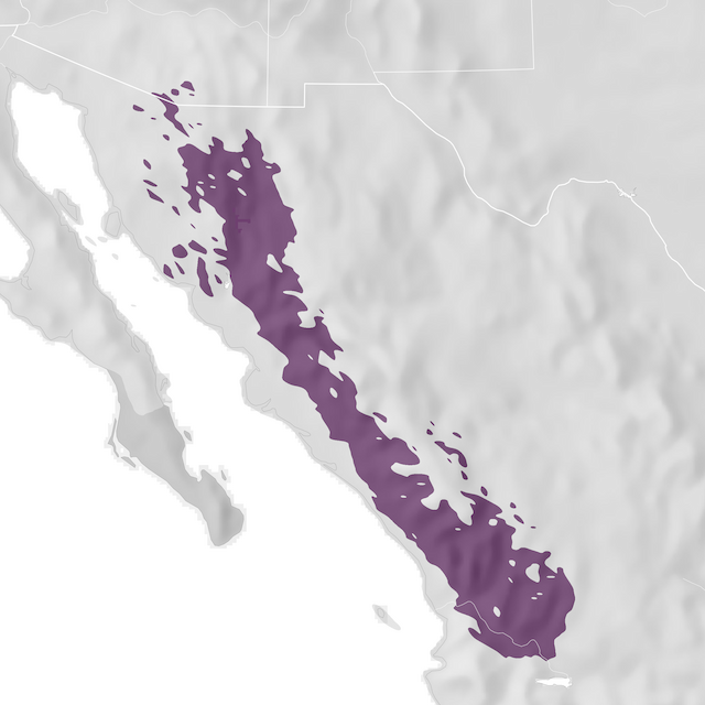 Mapa de Distribuição