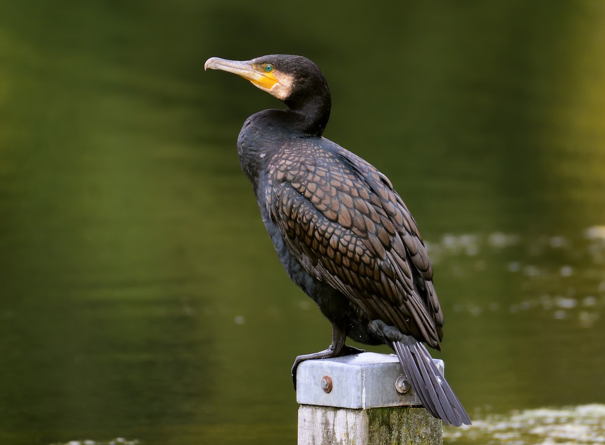 Great Cormorant - Ad Konings