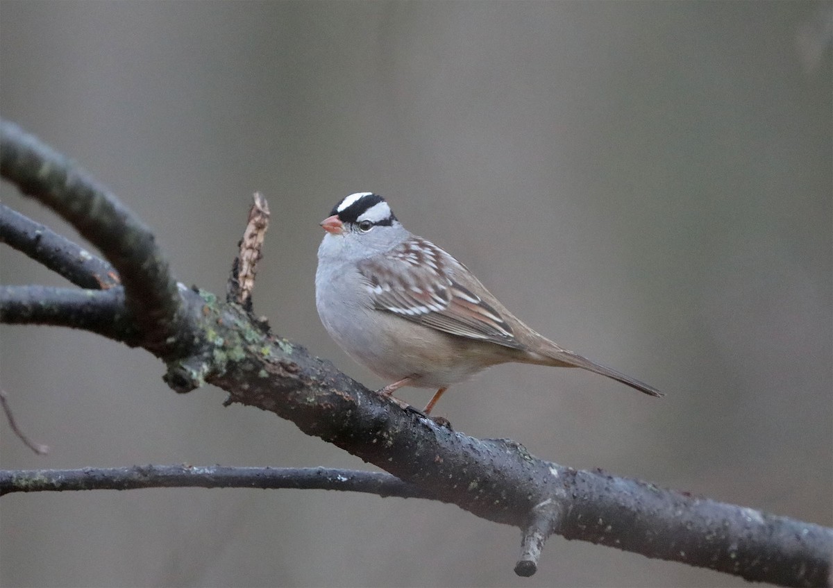 White-crowned Sparrow - ML497756581