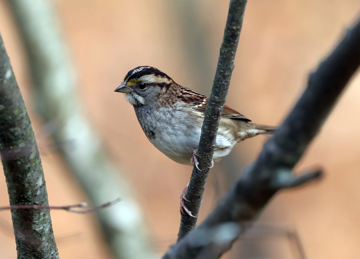 White-throated Sparrow - ML497756661