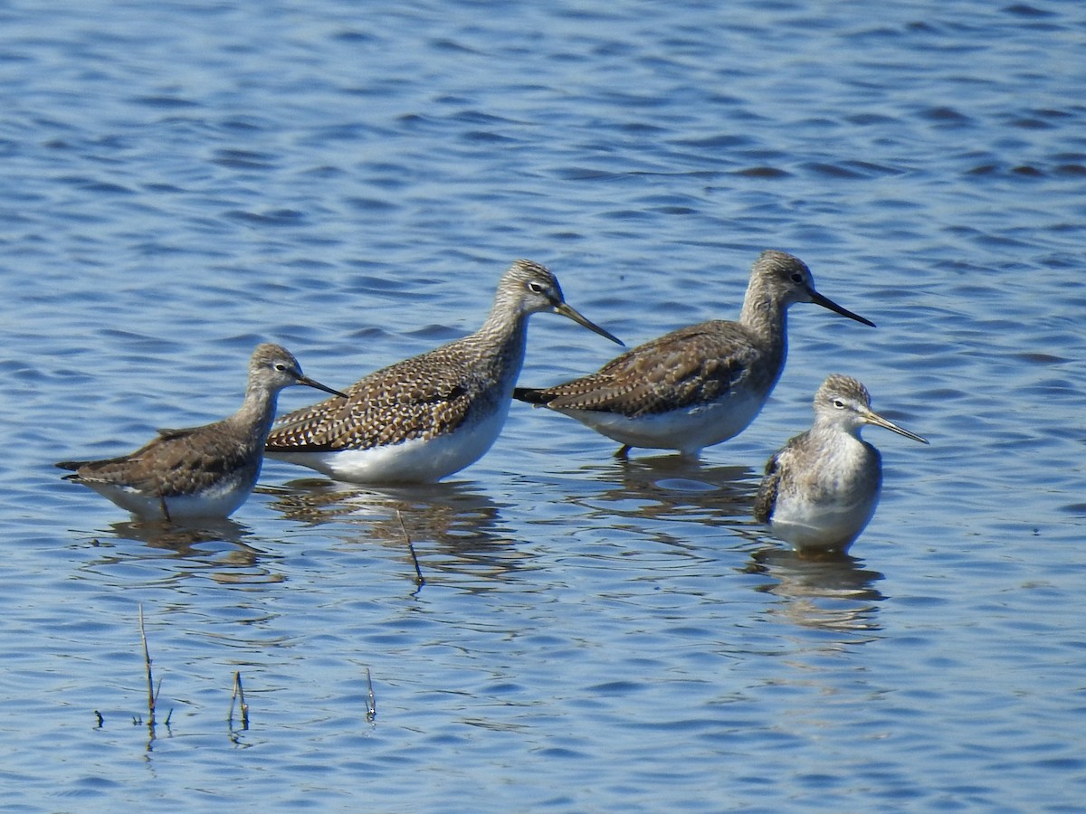 eBird Checklist 26 Oct 2022 Merritt Island NWRBlack Point