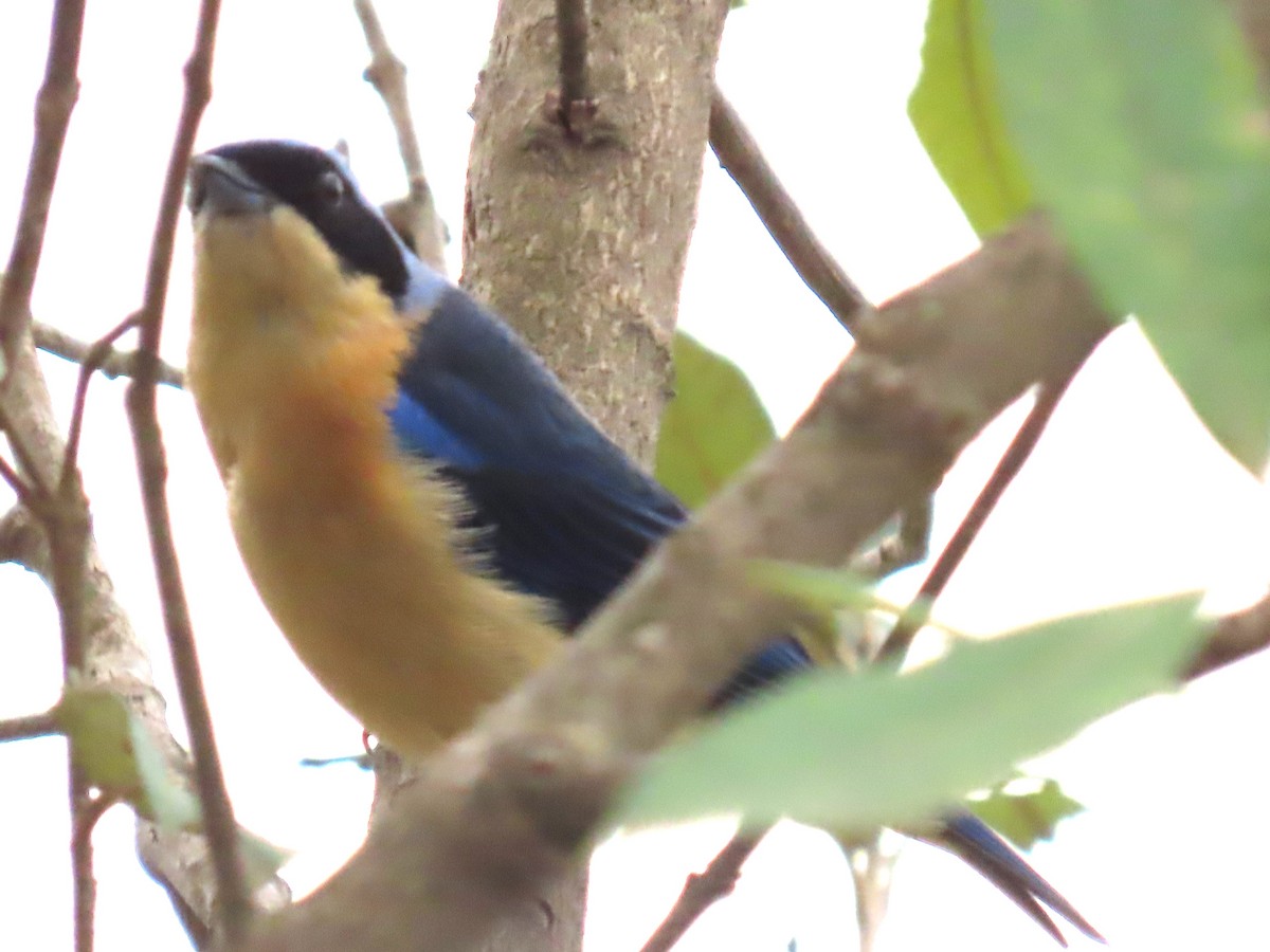 Fawn-breasted Tanager - ML497765611