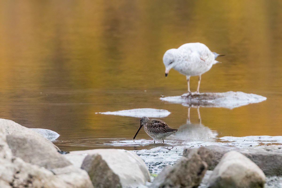 Long-billed Dowitcher - ML497766211