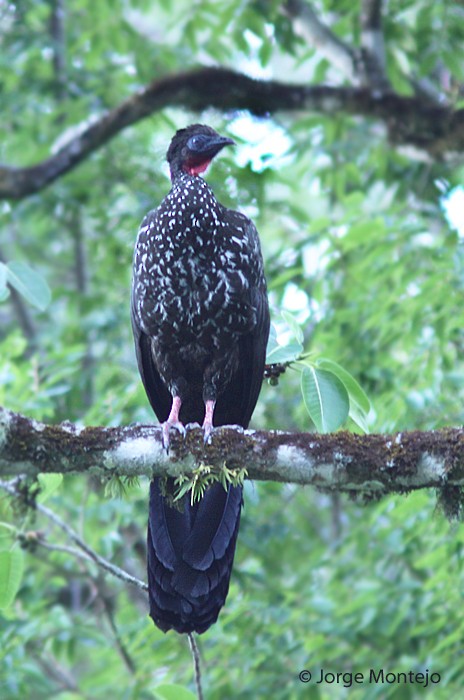 Crested Guan - ML497786631