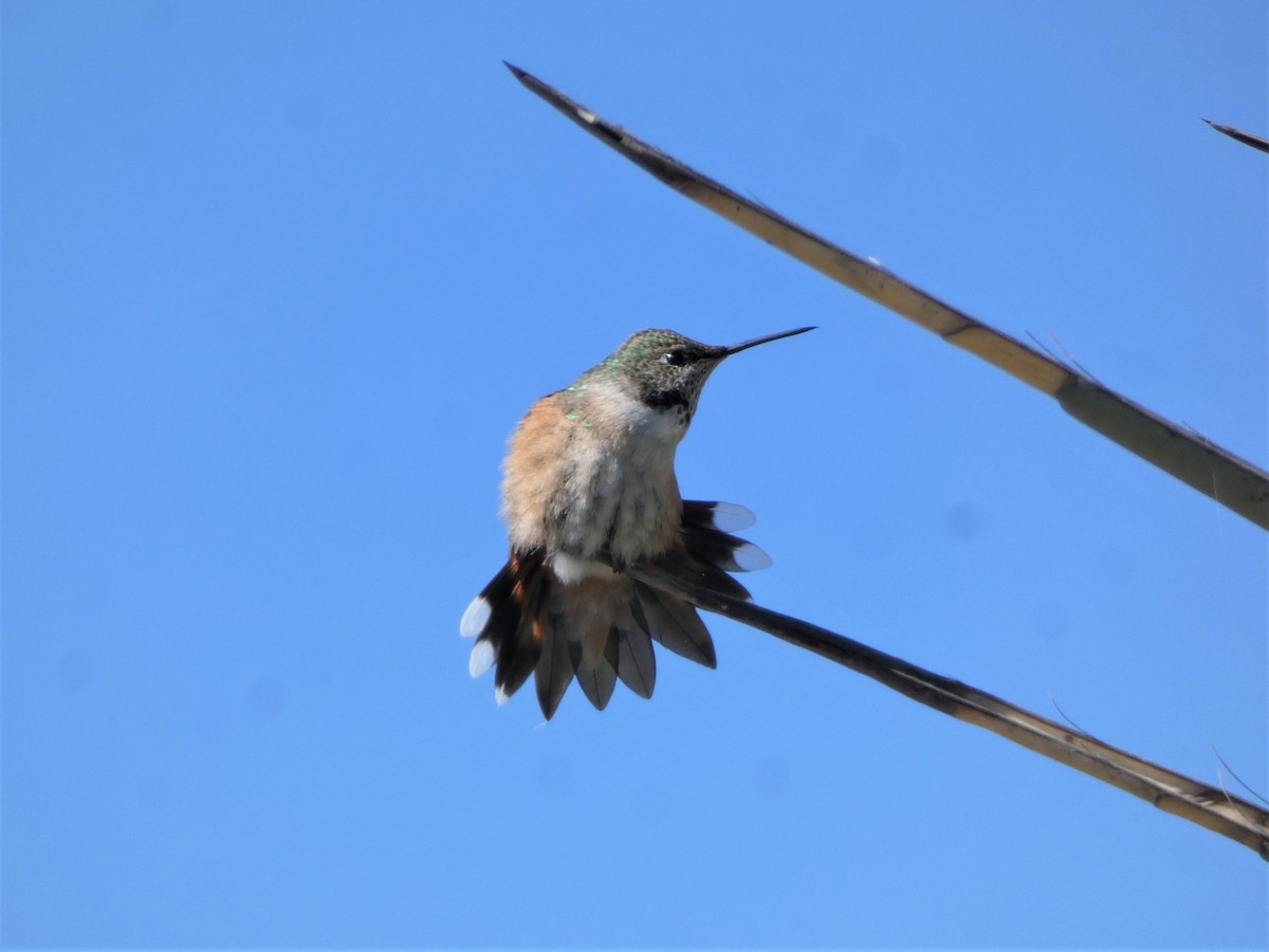 Broad-tailed Hummingbird - ML497786921