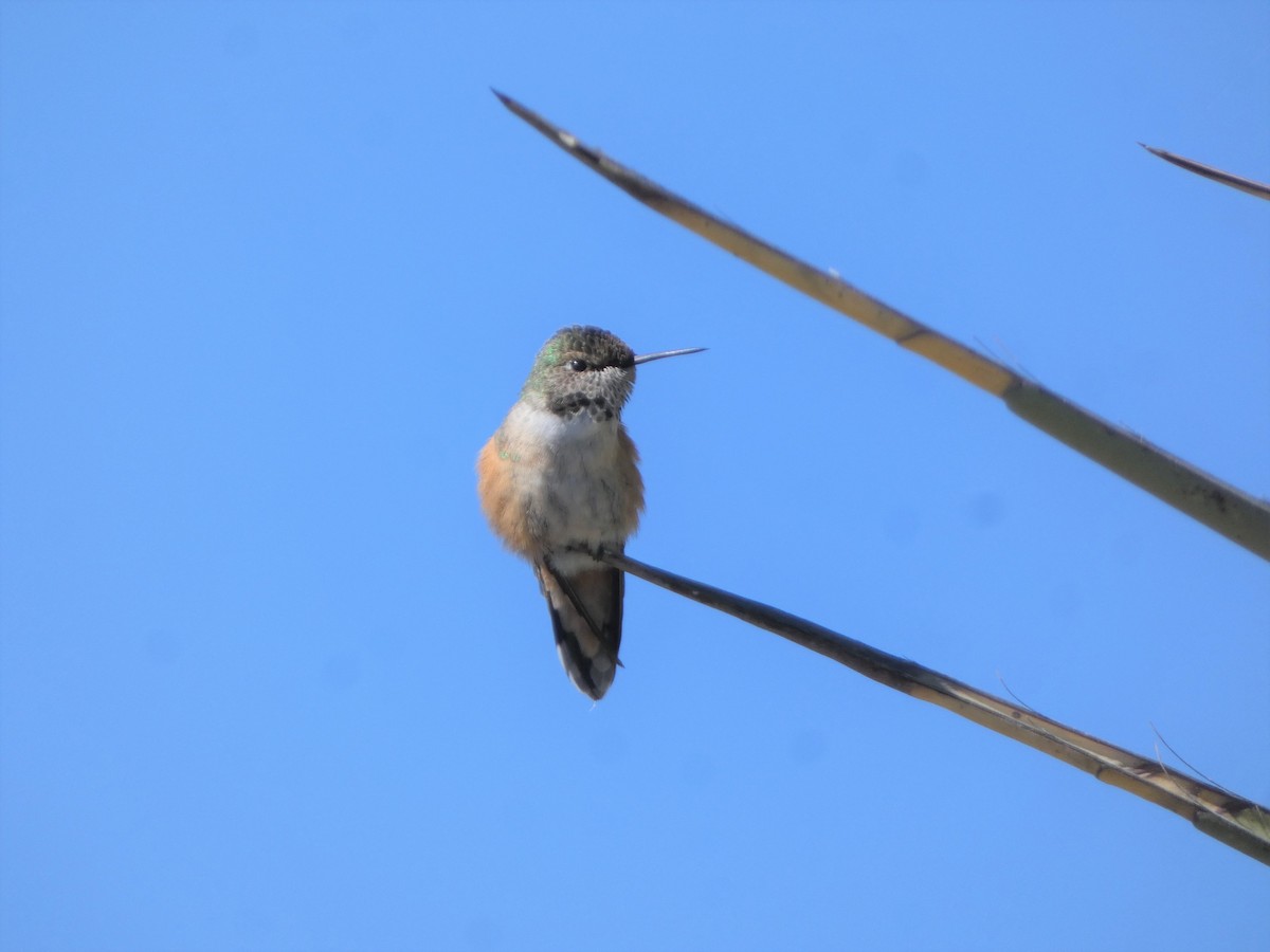 Broad-tailed Hummingbird - ML497786931