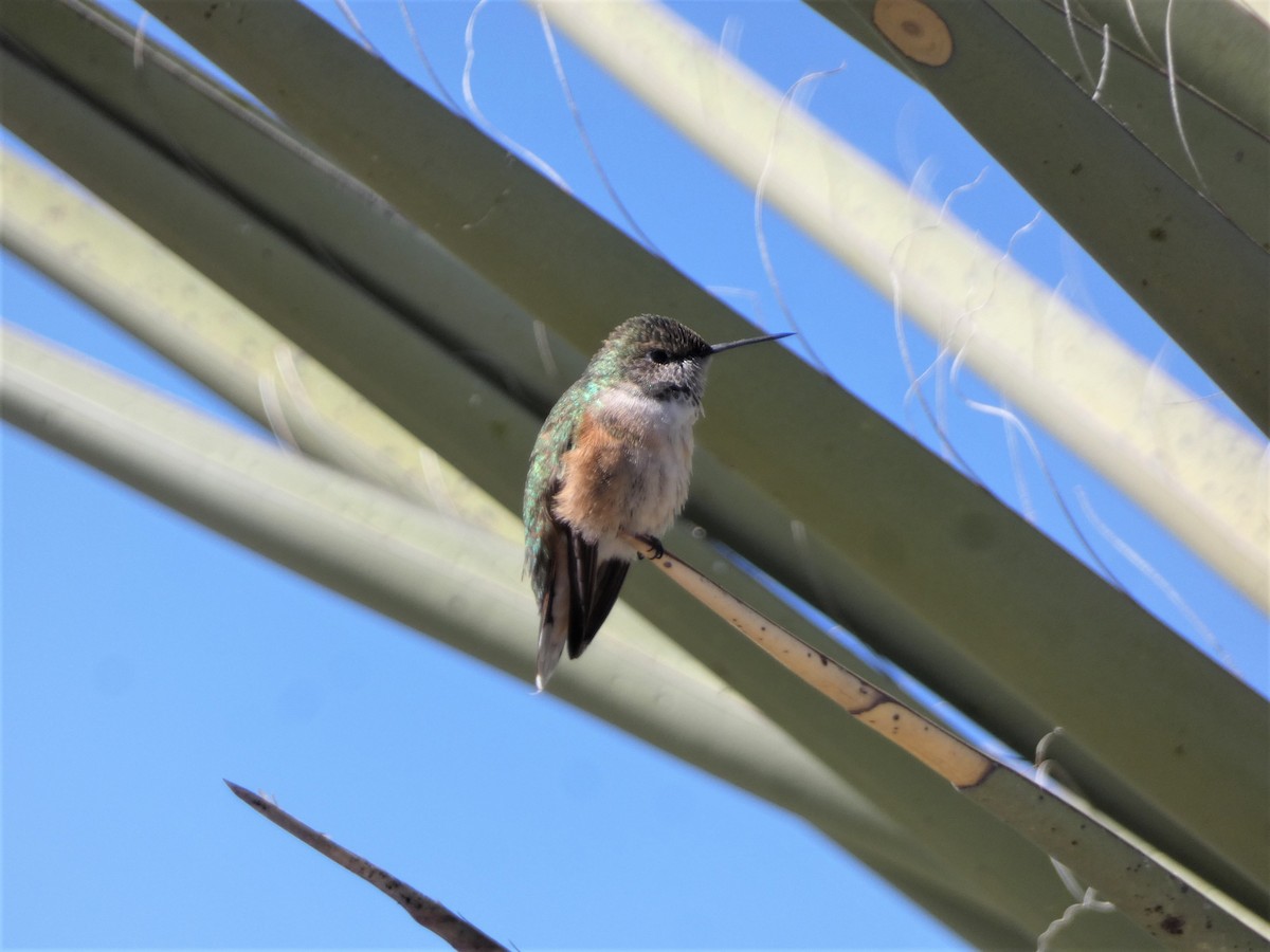 Broad-tailed Hummingbird - ML497786941