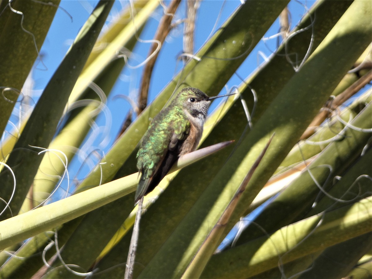 Broad-tailed Hummingbird - ML497786971