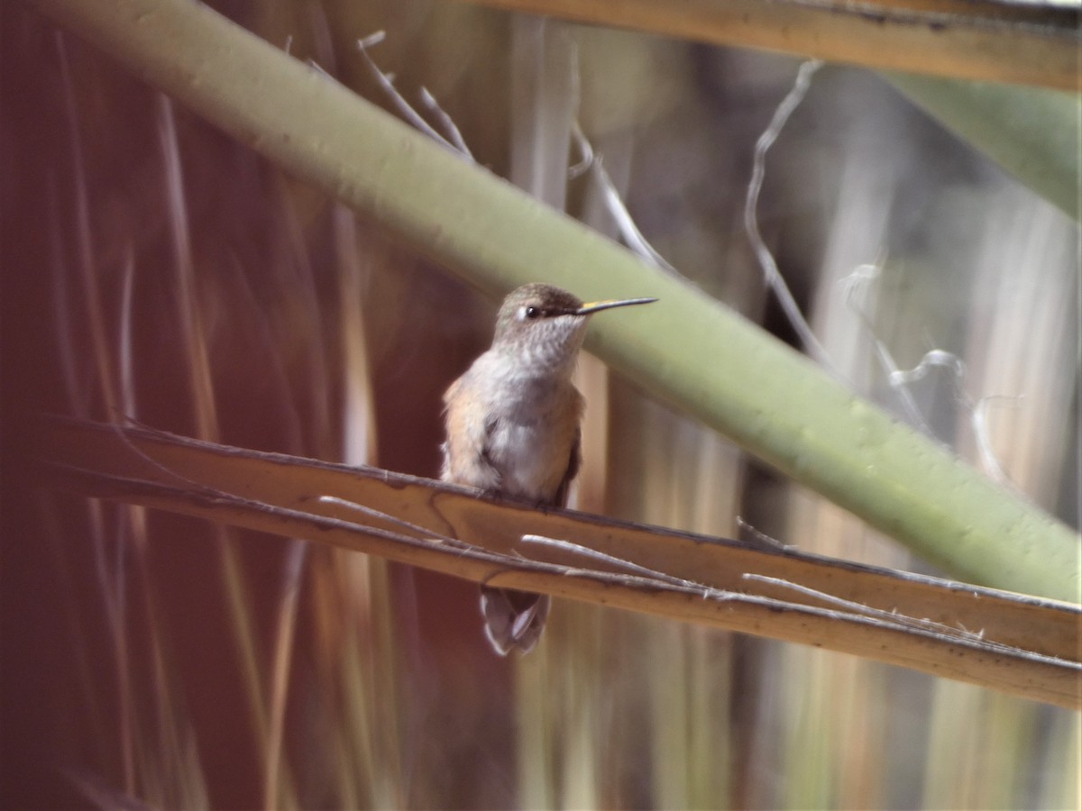 Broad-tailed Hummingbird - ML497787191