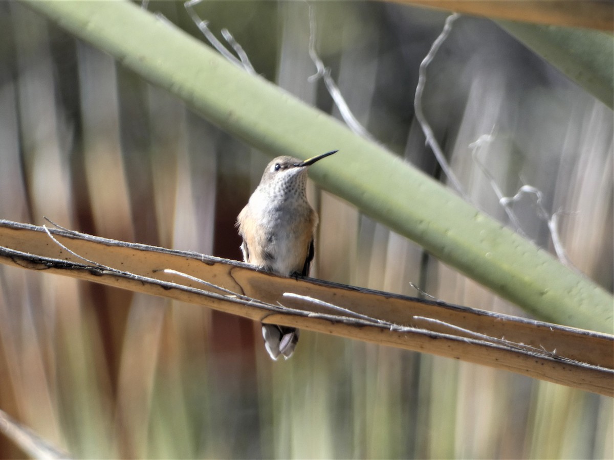 Broad-tailed Hummingbird - ML497787201