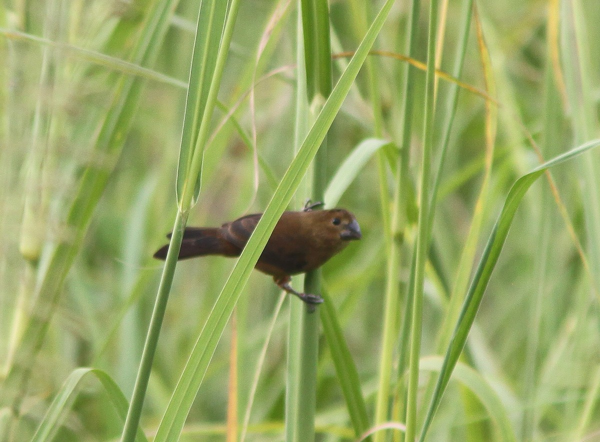 Thick-billed Seed-Finch - ML497788381