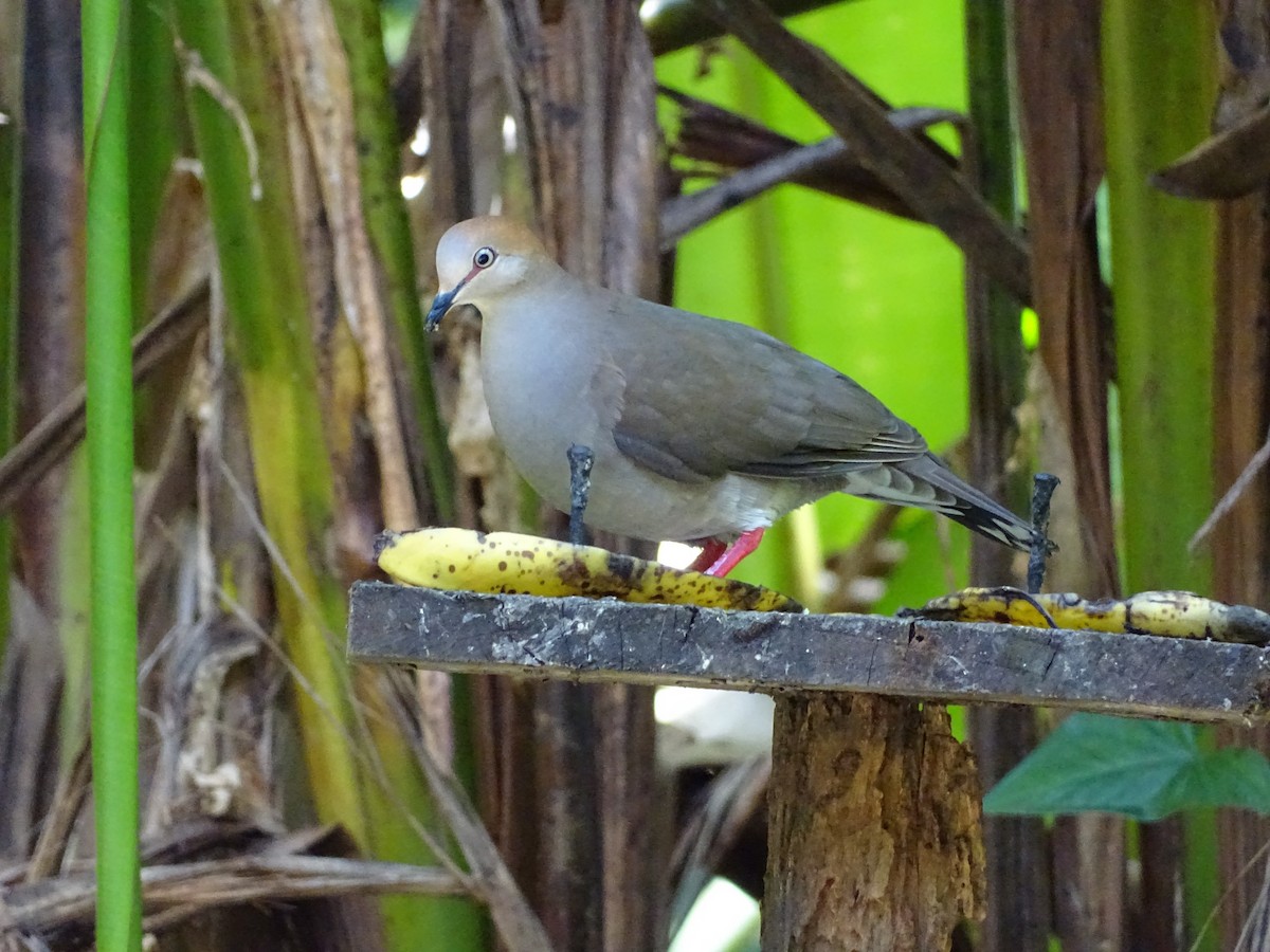 Gray-chested Dove - ML49779151