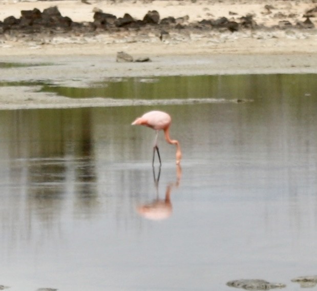American Flamingo - Cheryl Rosenfeld