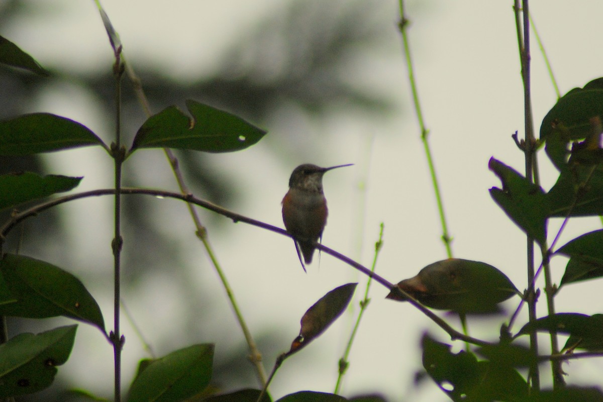 Rufous Hummingbird - ML49780491