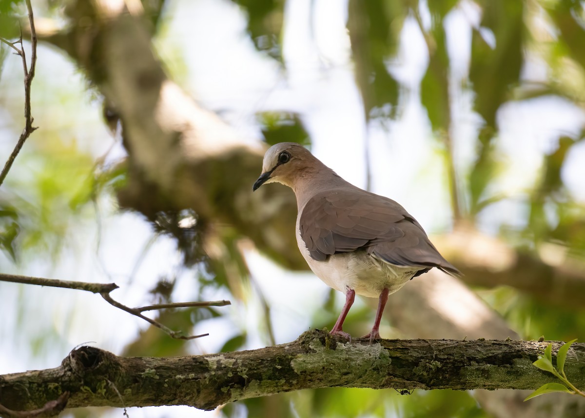 Gray-fronted Dove - ML497811381