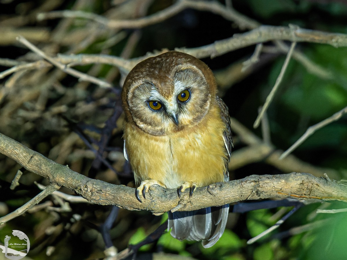 Unspotted Saw-whet Owl - Alex Molina