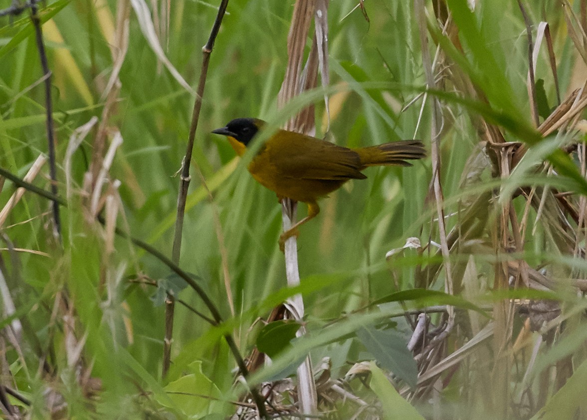 Olive-crowned Yellowthroat - Brooke Miller