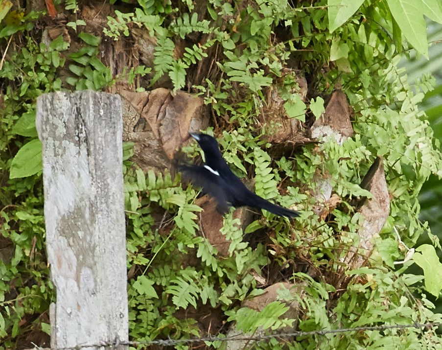 White-lined Tanager - Brooke Miller