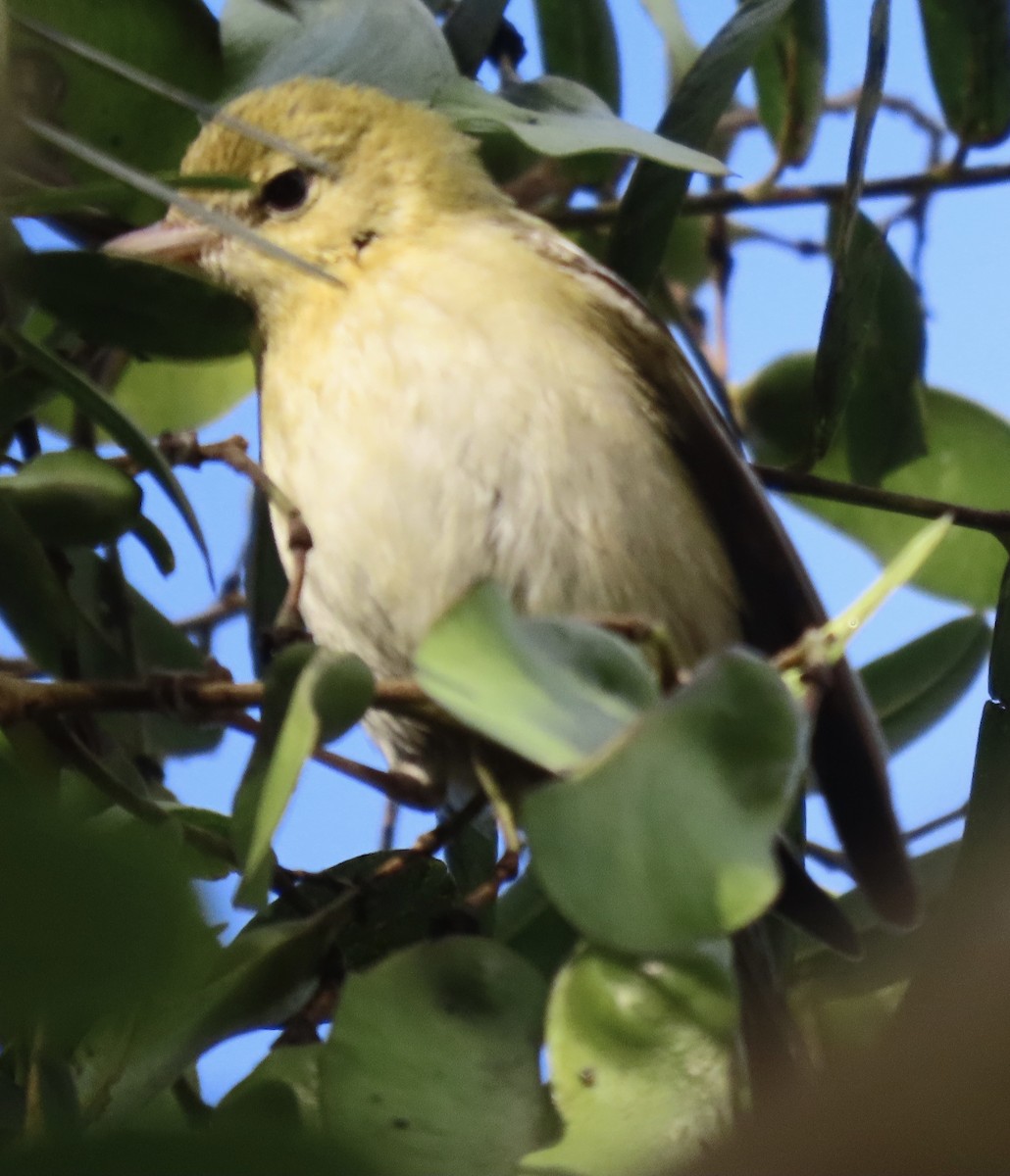 Bay-breasted Warbler - ML497825201