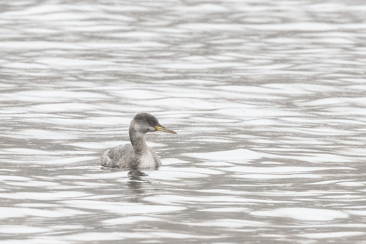 Red-necked Grebe - ML497828591