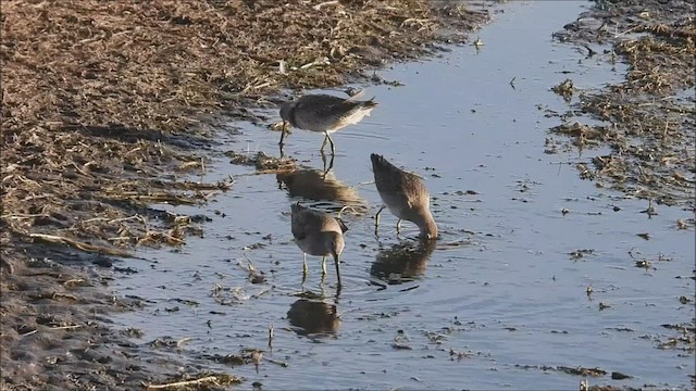 Long-billed Dowitcher - ML497832411
