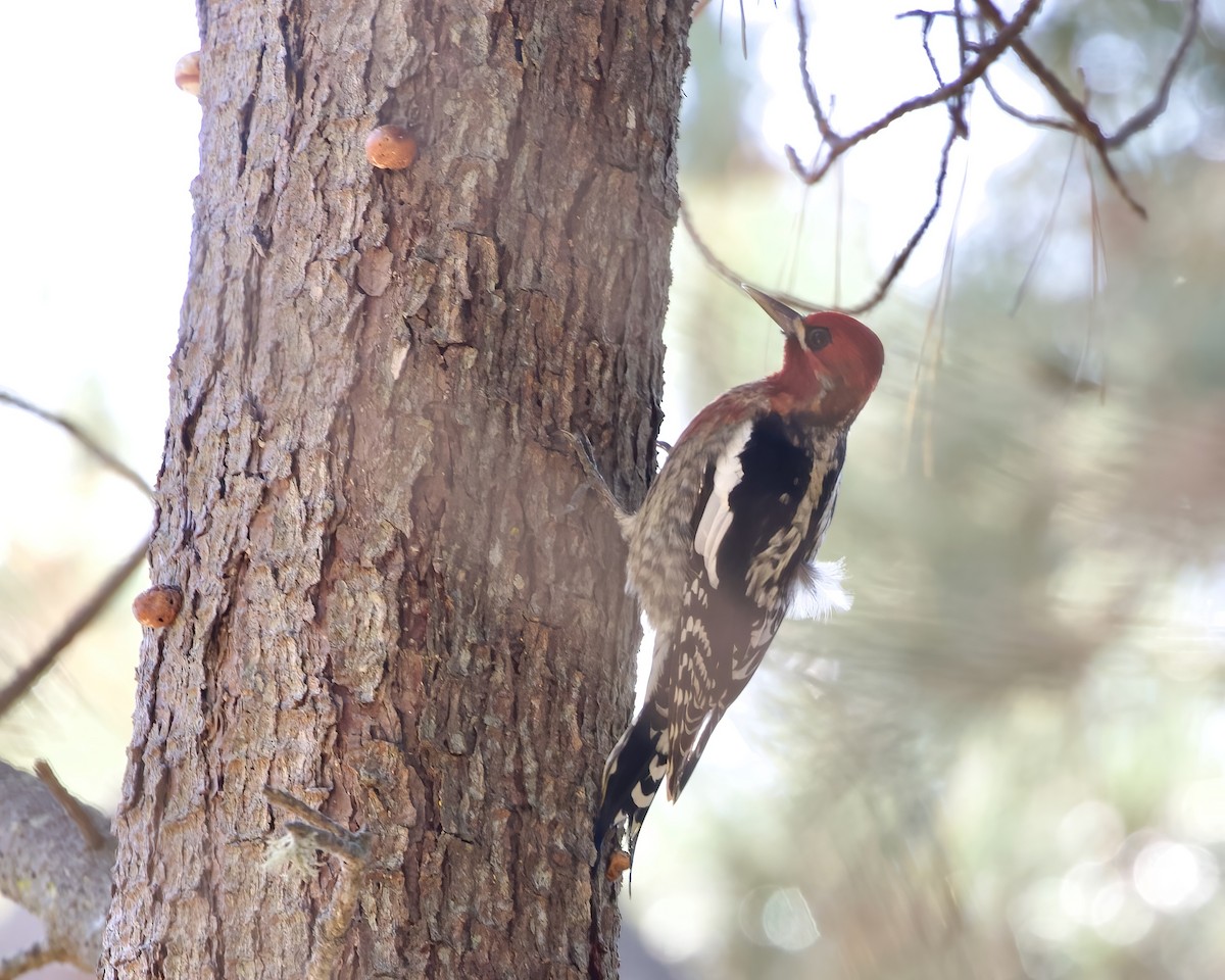 Red-breasted Sapsucker - ML497833531