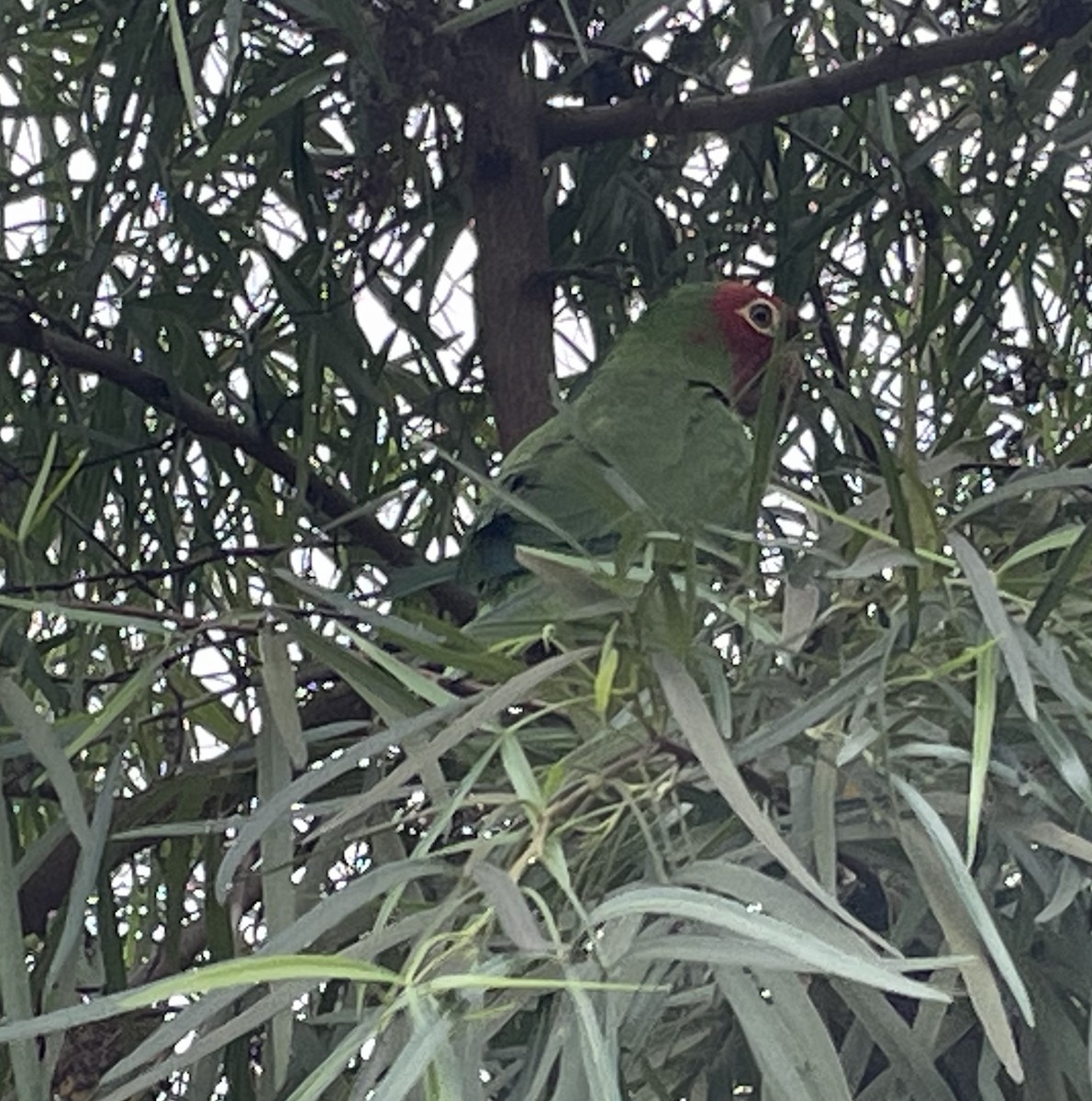 Red-masked Parakeet - ML497838311