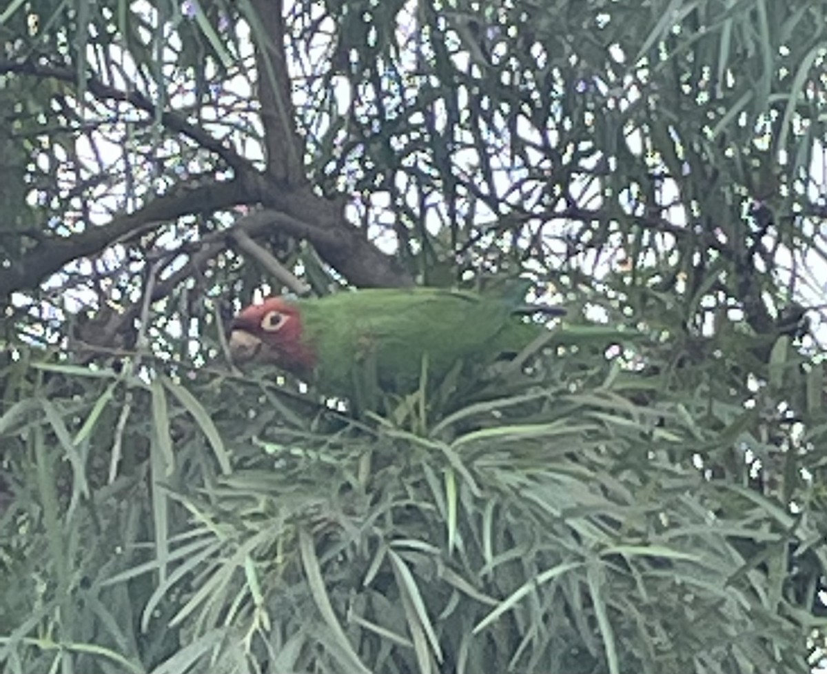 Red-masked Parakeet - ML497838521